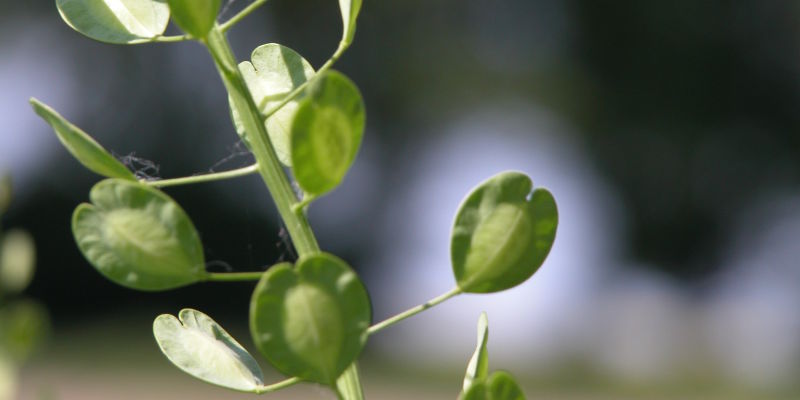 Ackerhellerkraut Samenstand Schnelles Gruenzeug Grünzeug Olaf Schnelle Ralf Hiener Essbare Landschaften Dorow Bio Fermentation Fermente Ferment Vegan Vegetarisch Gastronomie Lecker Sternekoch