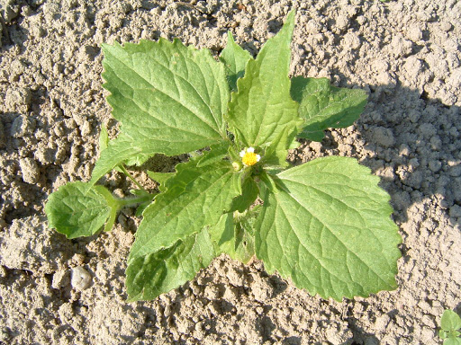 Franzosenkraut 2