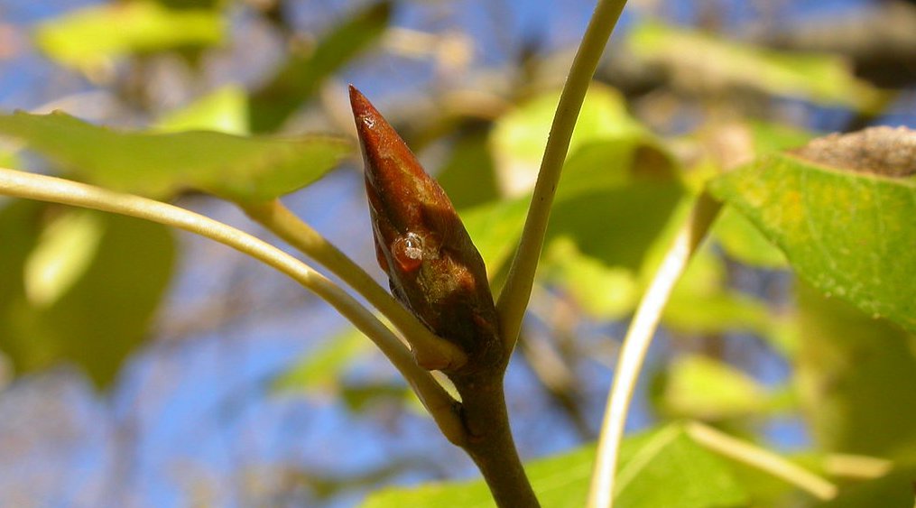 Balsam-Pappel