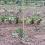 Roter Rosenkohl 1