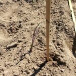 Roter Rosenkohl Jungpflanze von Schnecken geschädigt