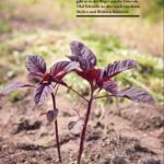 Olaf Schnelle und die Patisserie Walter 1