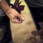 Olaf Schnelle und die Patisserie Walter 2