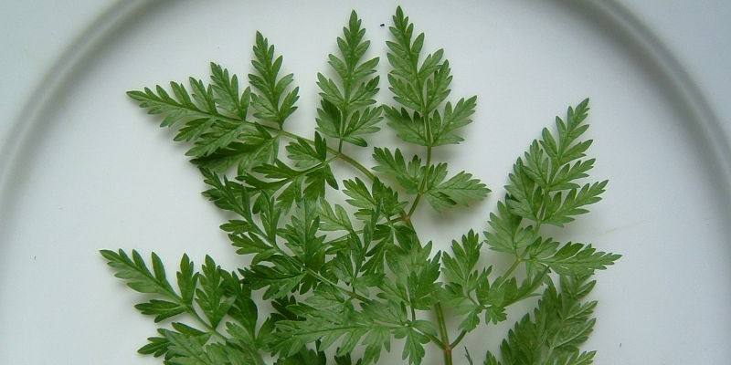 Wiesenkerbel Schnelles Gruenzeug Grünzeug Olaf Schnelle Ralf Hiener Essbare Landschaften Dorow Bio Fermentation Fermente Ferment Vegan Vegetarisch Gastronomie Lecker Sternekoch