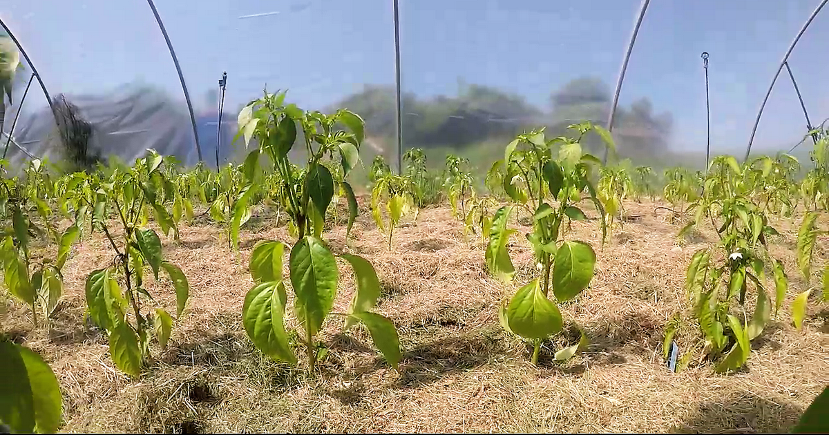 Mulchen mit Rasenschnitt