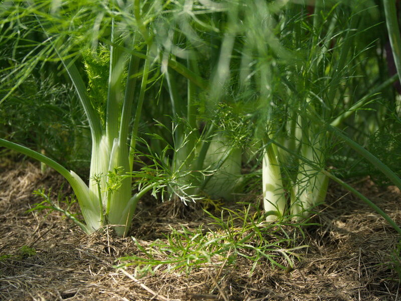 Fenchel_gemulcht_800x600
