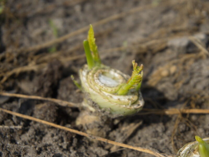Knollenfenchel_Stumpf_Nachtreibend_1_800x600