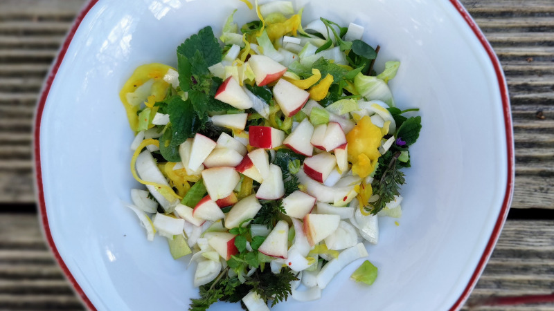 Chicorée, Wildkräutersalat und Apfelessig