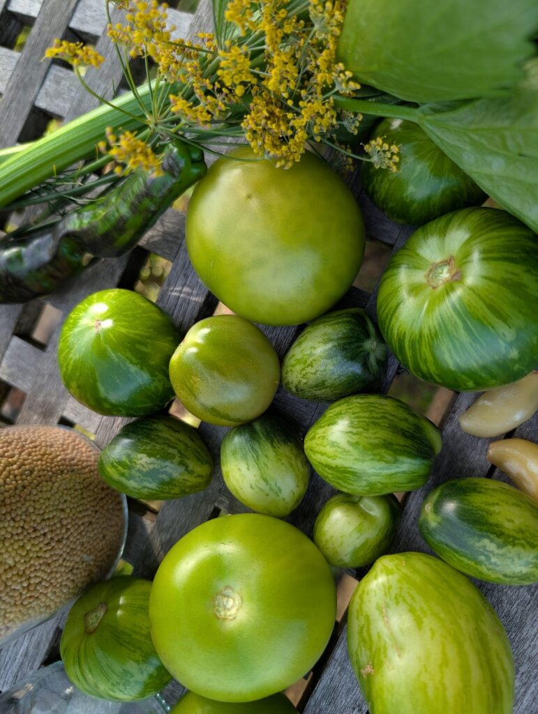 Grüne Tomaten fermentieren: am Stück und als Chutney 1