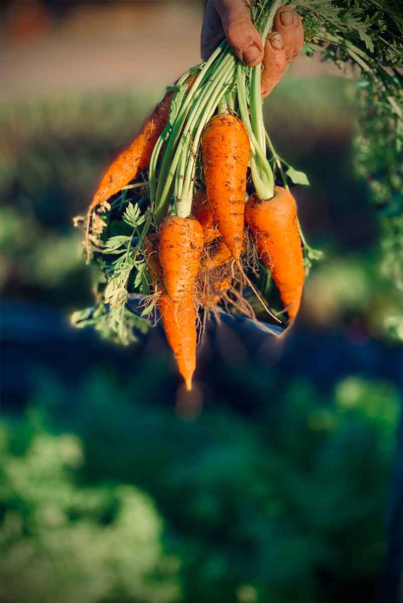Gemüse Fermentieren: Das beste Gemüse zum Fermentieren: Karotte