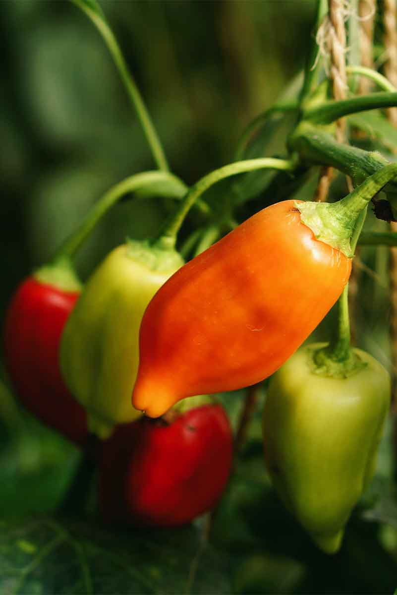 Gemüse Fermentieren: Das beste Gemüse zum Fermentieren: Paprika und Chilis
