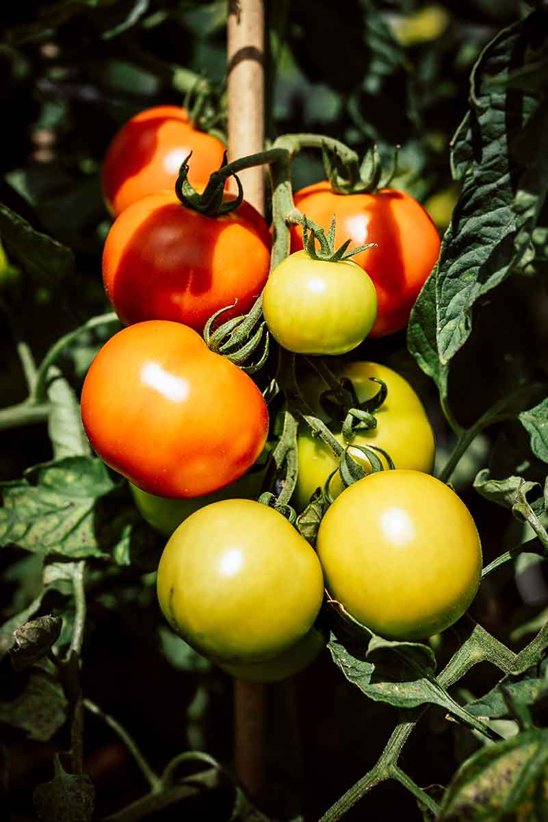 Gemüse Fermentieren: Das beste Gemüse zum Fermentieren: Tomaten